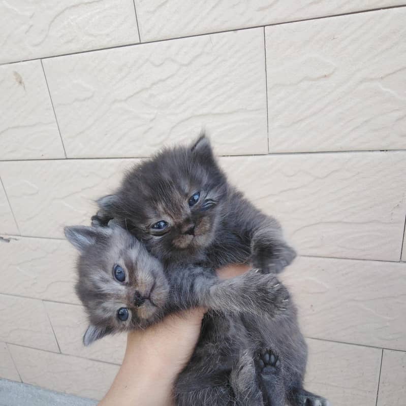kitty 1
