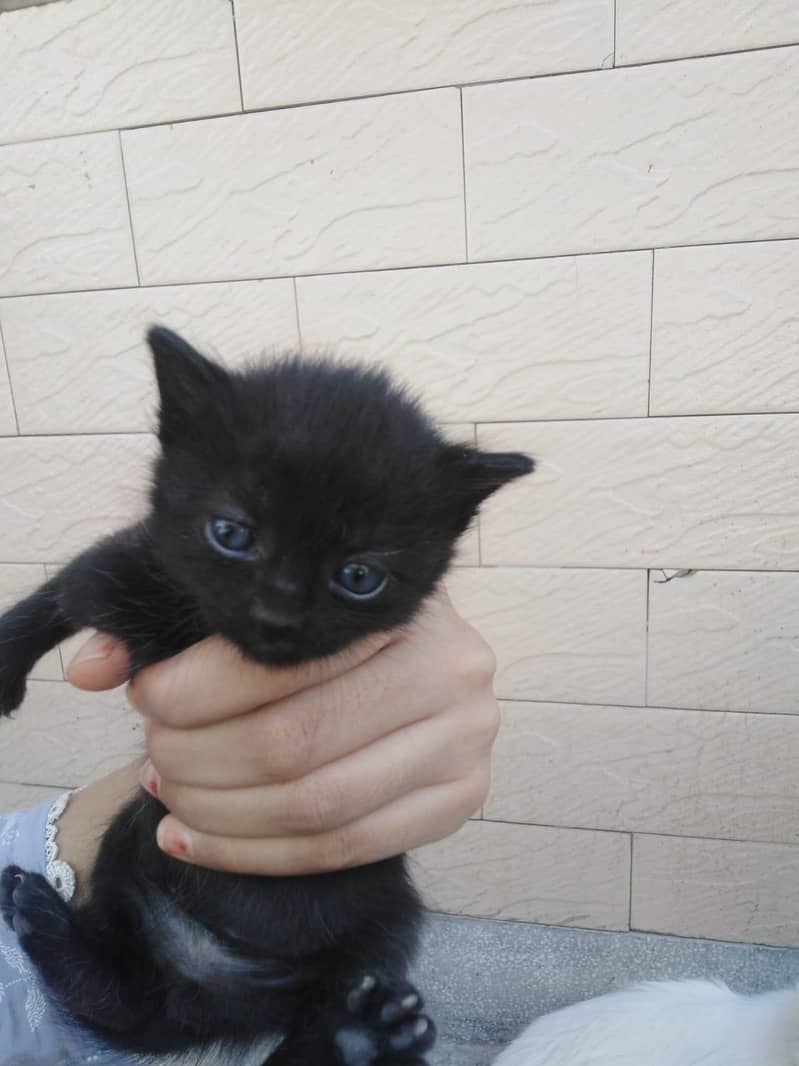 kitty 2
