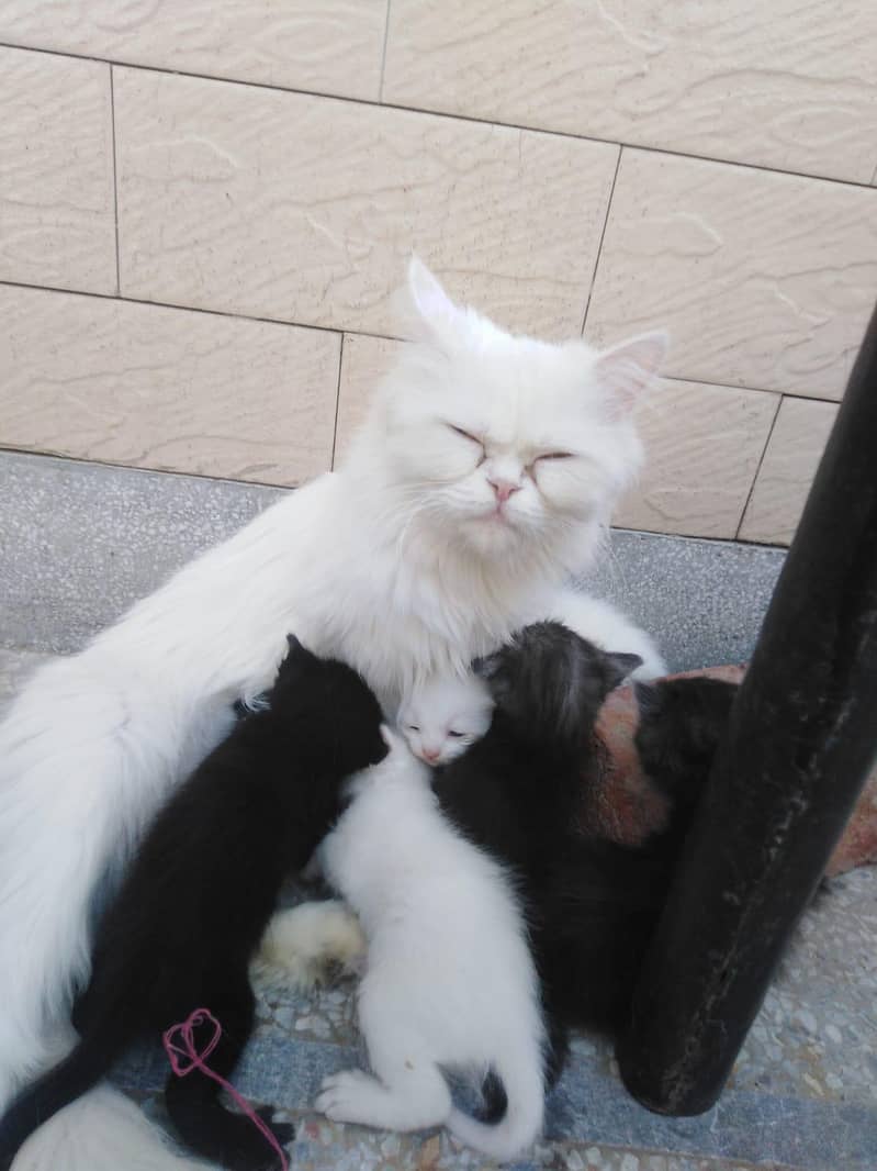kitty 3
