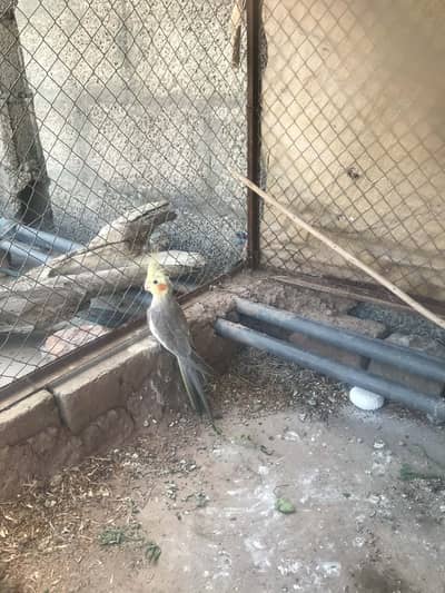 Cockatiel parrots ha 3 singal male ha 2 females ha 1 ENO 1common white