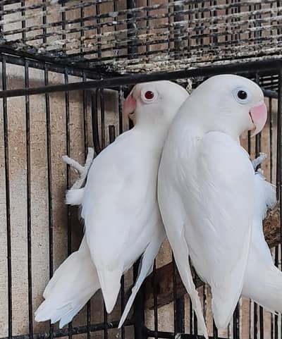 Top Quality 2 Breeder Pair