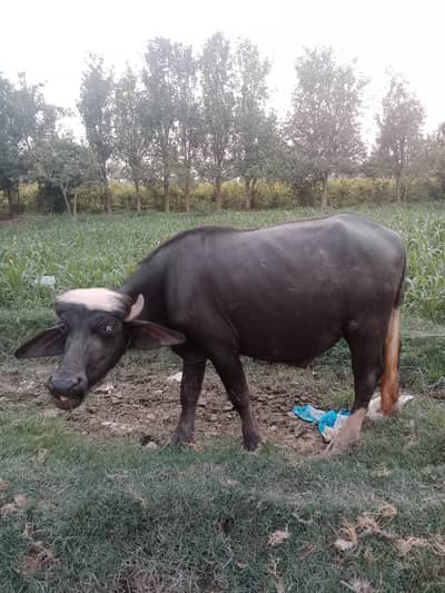 12 janwar for sale 2 dant