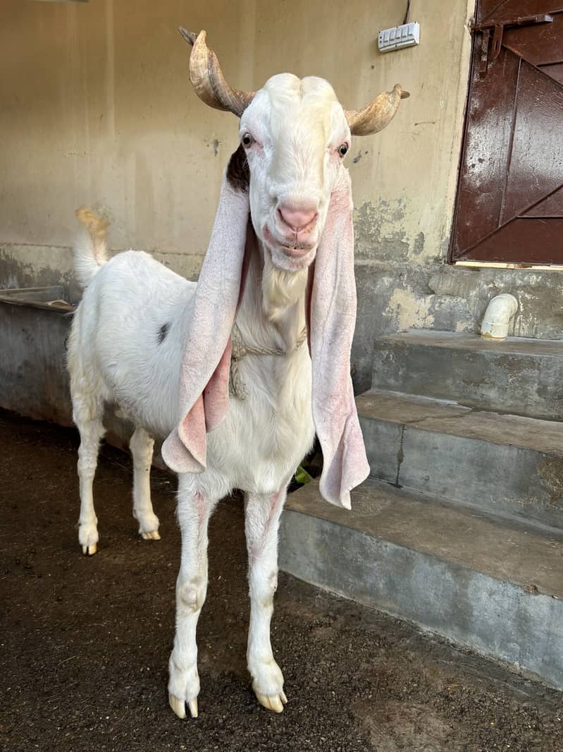 Khassi Bakra 0