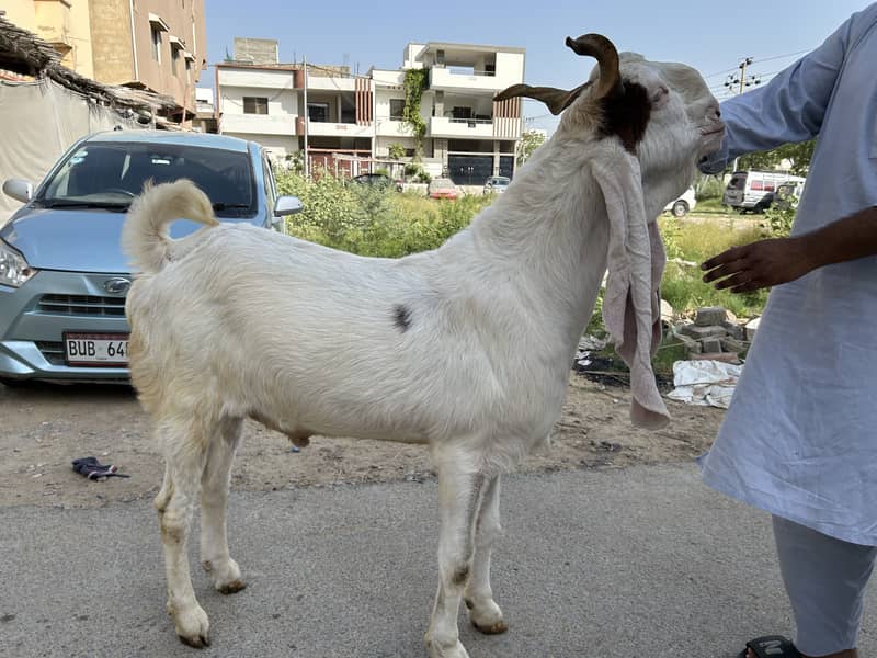 Khassi Bakra 2