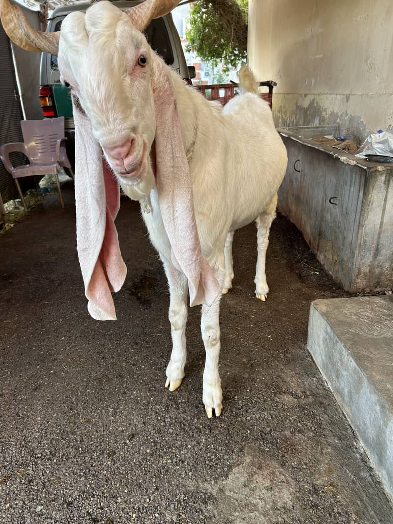 Khassi Bakra 3