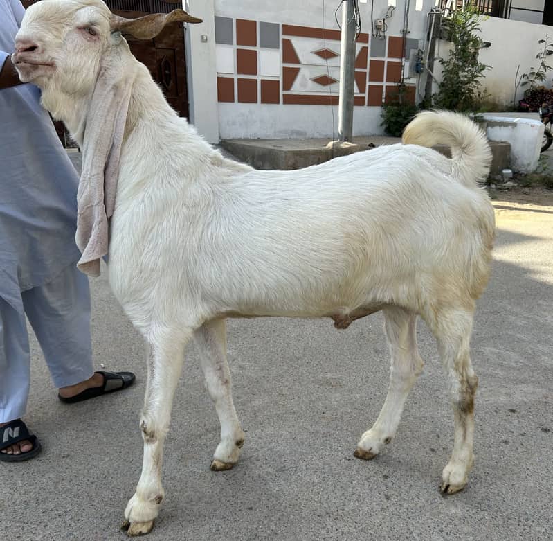 Khassi Bakra 5
