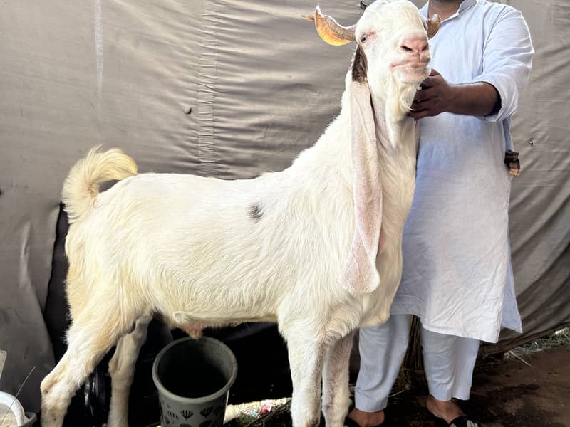 Khassi Bakra 6