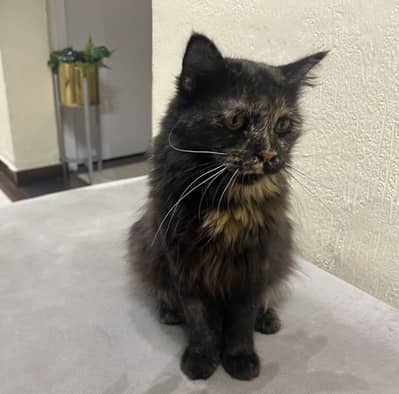 Persian female for adoption