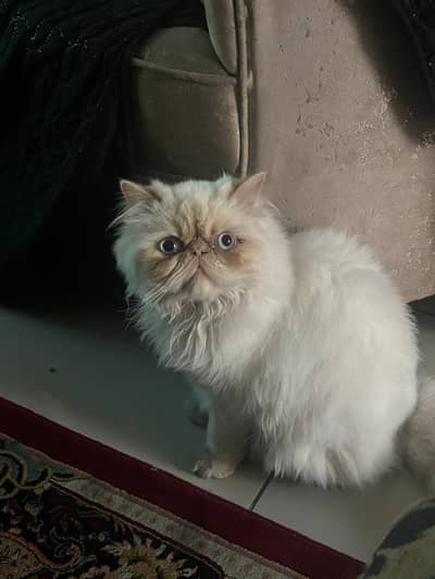 castrated male cat ,