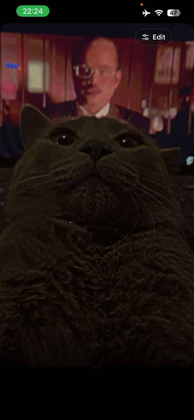 Russian Blue SoftCoat Male Cat
