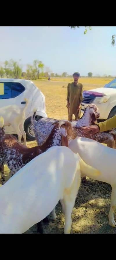 mashallah goats is very nice 03327075456
