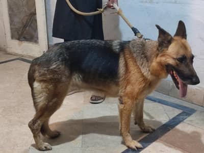 German shepherd female