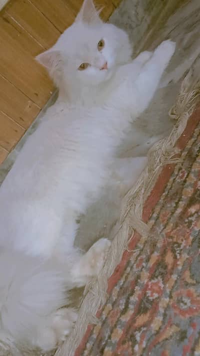 punch face Persian