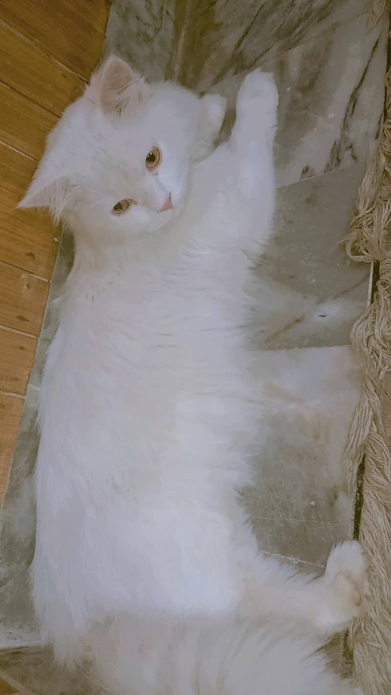 punch face Persian 1