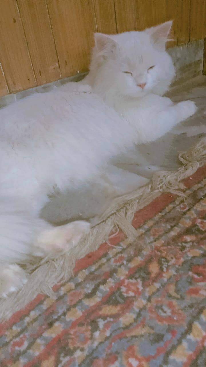 punch face Persian 2