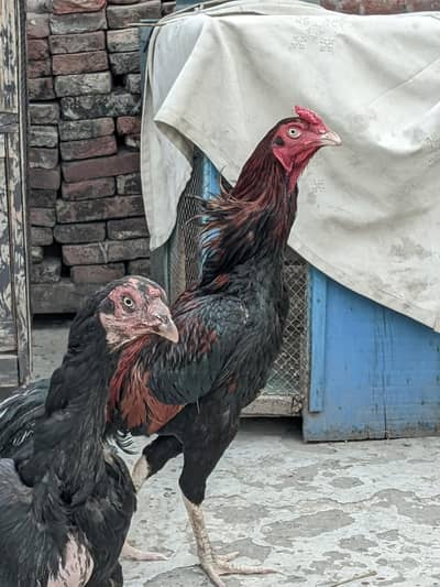 Pure Aseel high quality eggs fertile In Sha Allah.