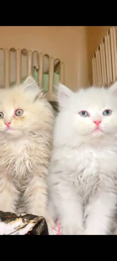 Persian cat's vaccinated  healthy active/WhatsApp 03316360929