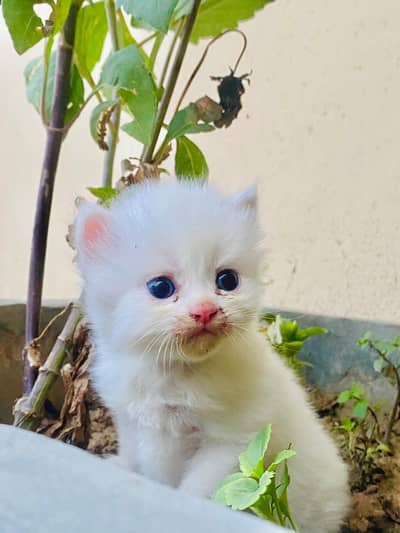 White  Persian kittens||Blue Eyes ||Long coated Hairs