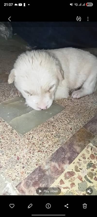 Russian Dog puppy
