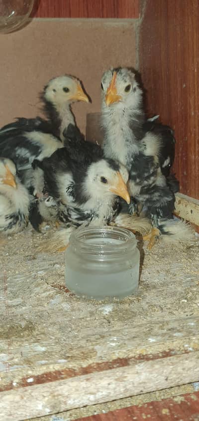 bantam chicks|| Molted bantum chick || Coco Polish