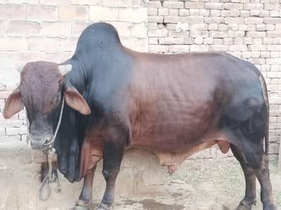 qarbani ka bachara