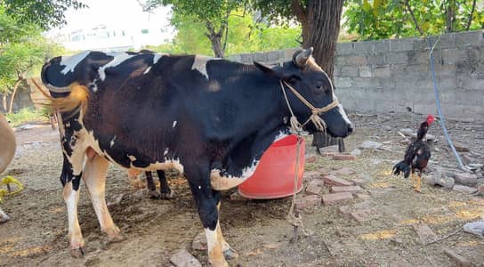 freezian wacha for sale qurbani