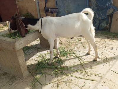 Bakara Jori for sale  2  Dant