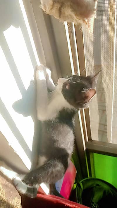 cute healthy kitten for adoption
