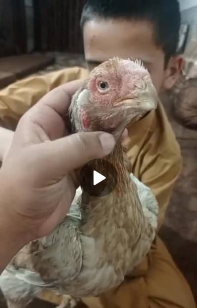 PARROT BEAK . . 03139874002.