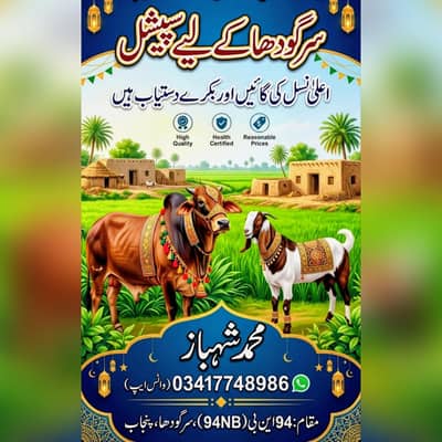 Bakra 03492523646