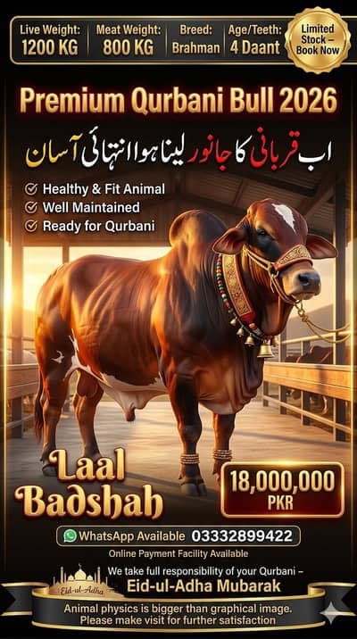 Qurbani 2026 / Affordable prices/bull/ Desi bachre/Bachri/karachi