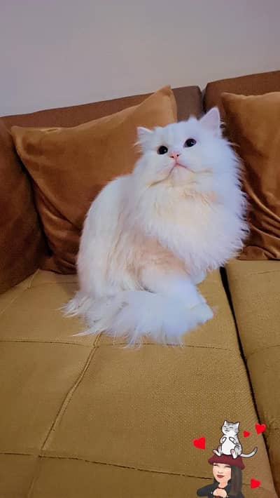 White Persian triple coat male cat