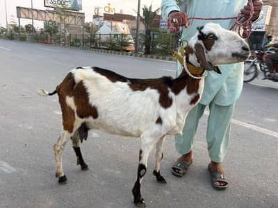 chogi bakri