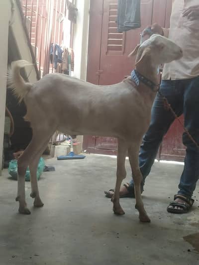 Goats for sale Bakra for sale / Qubani Bakra Active