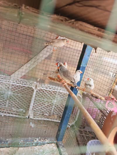 zebra finch