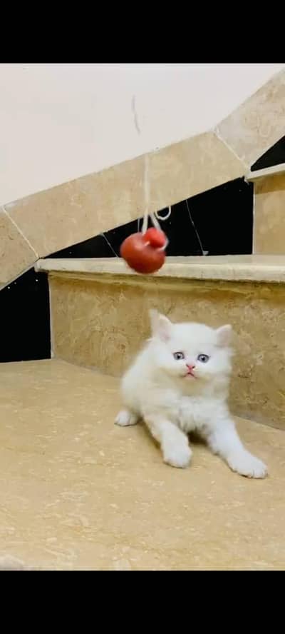 Persian cat's vaccinated  healthy active/WhatsApp 03316360929