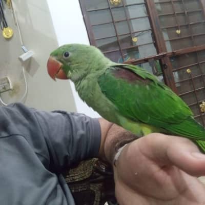 RAW TAMED PARROT