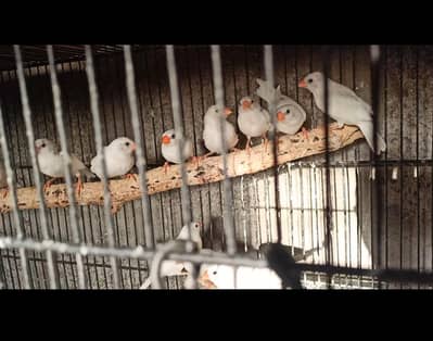 Snow White Finch