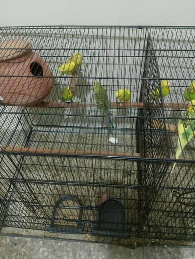 budgies parrots for sale