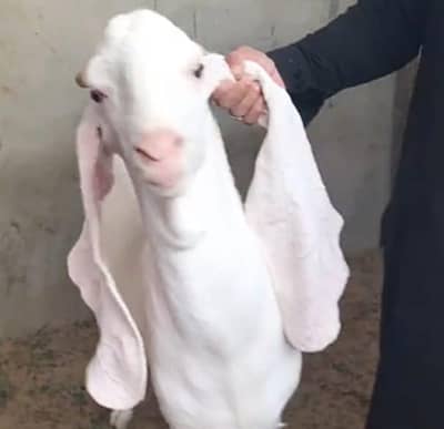 gulabi rajanpuri Bakra