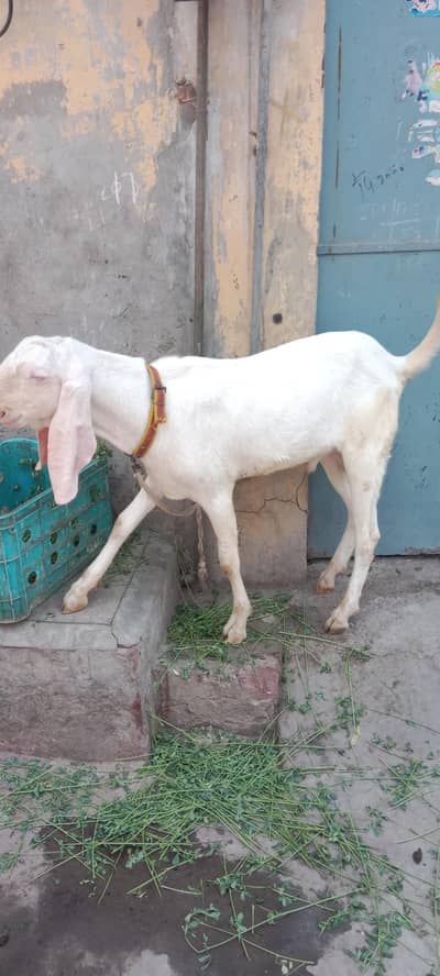 beautiful bakra