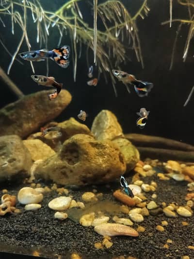 guppy male for sale