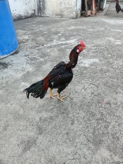 aseel roaster. breed nhi lgaey abhi tak
