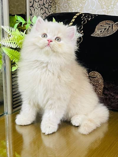 Persian Kittens | Triple Coated | Fluffy Kittens | For Sale | COD Ava
