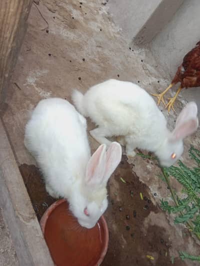 rabbits