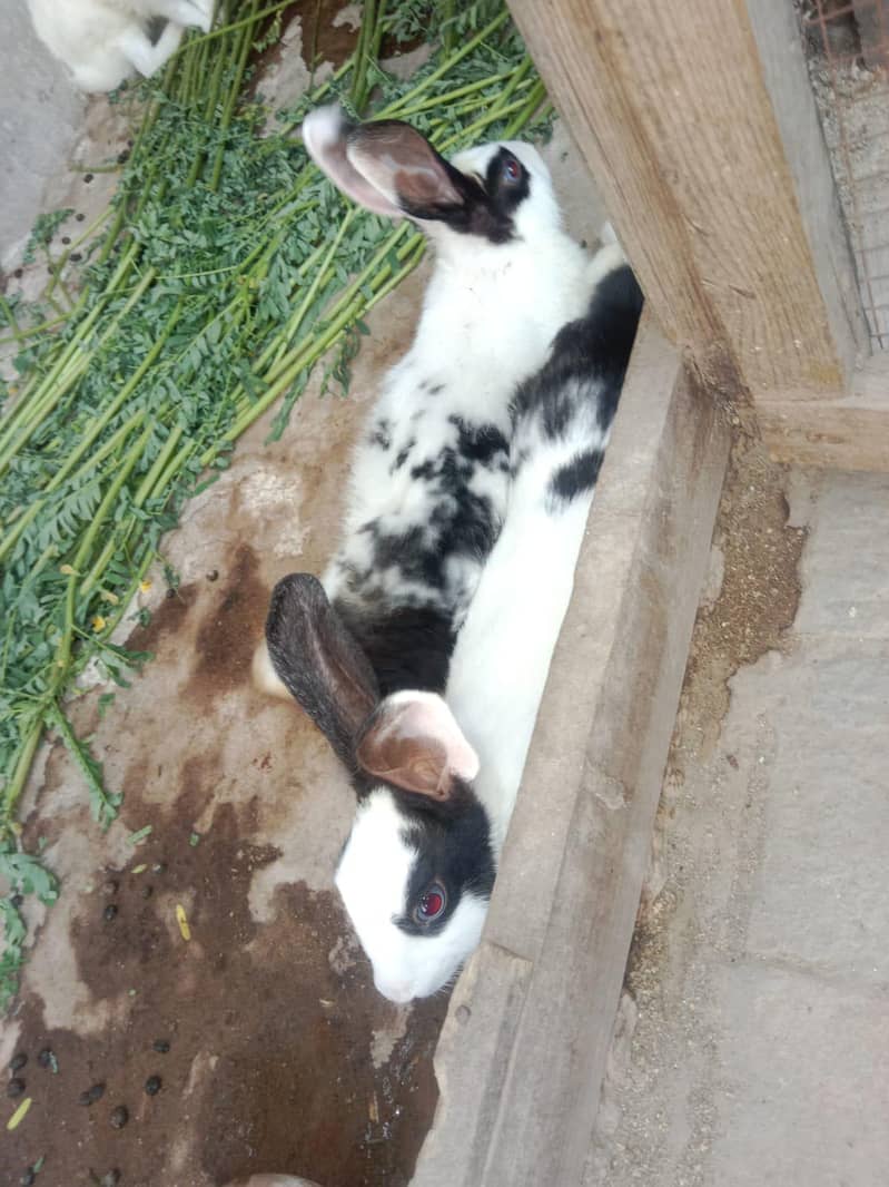 rabbits 1