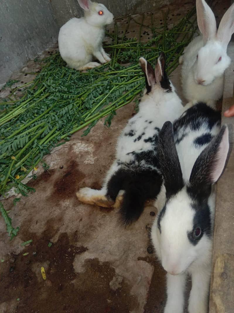 rabbits 2