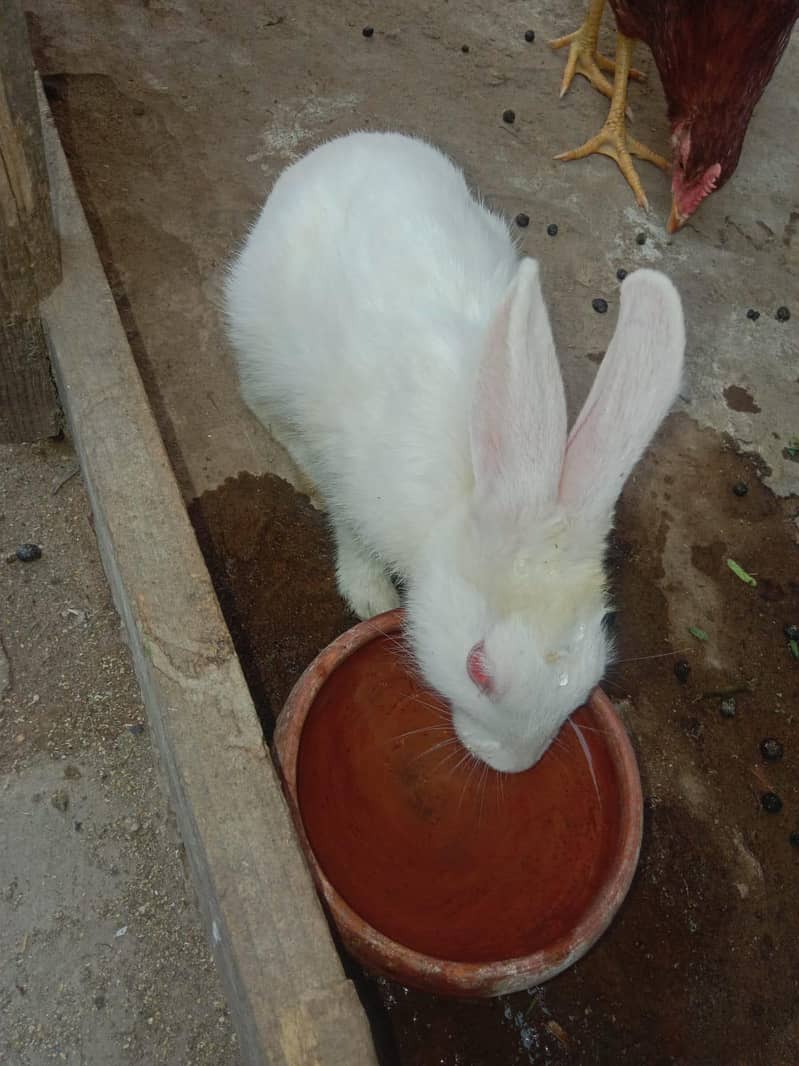 rabbits 3