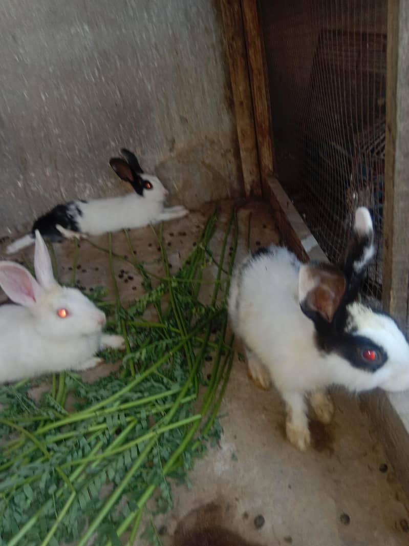 rabbits 4