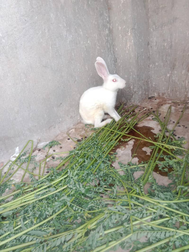 rabbits 6